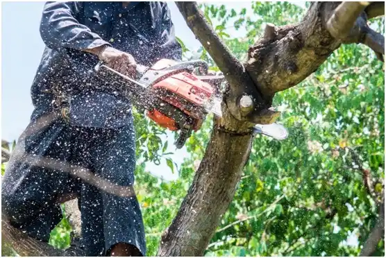 tree services Shepherd